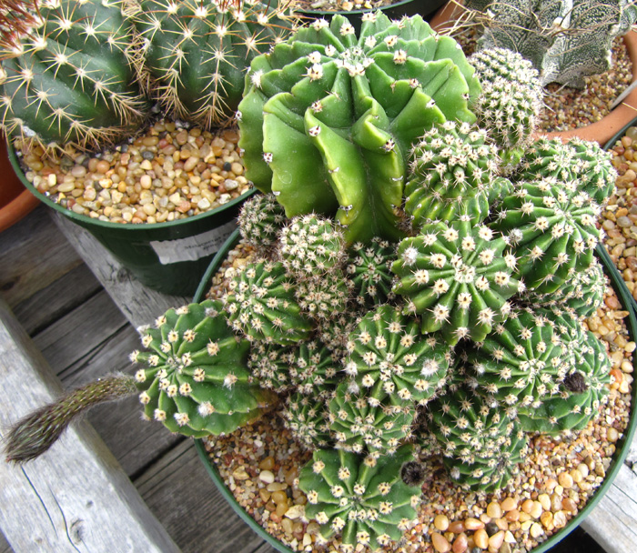 Echinopsis eyriesii